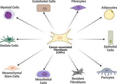 Metabolic reprogramming and crosstalk of cancer-related fibroblasts and immune cells in the tumor microenvironment